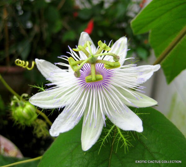 Passiflora Foetida Stinking Passionflower Passionfruit Flowering Seed 10 Seeds Fresh Garden