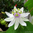 Passiflora Foetida Stinking Passionflower Passionfruit Flowering Seed 10 Seeds Fresh Garden