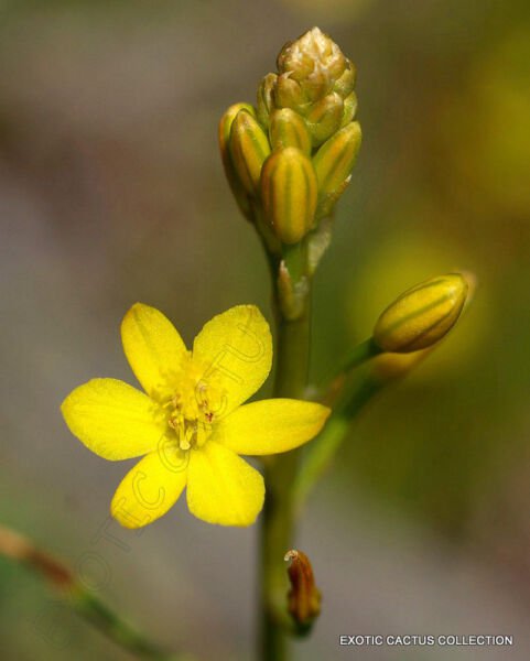 Bulbine Semibarbata Rare Leek Lily Wild Onion Succulent Flowering Seed 20 Seeds Fresh Garden