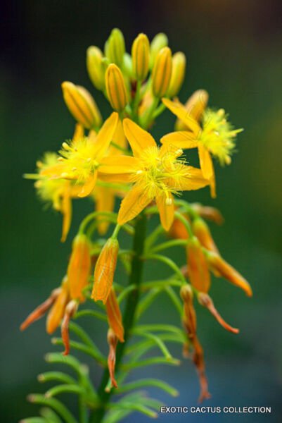 Bulbine Natalensis Rooiwortel Rare Exotic Medicinal Succulent Flowering 20 Seeds Fresh Garden