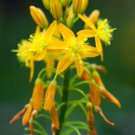 Bulbine Natalensis Rooiwortel Rare Exotic Medicinal Succulent Flowering 20 Seeds Fresh Garden