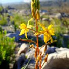 Bulbine Abyssinica Bushy Rare Succulent Flowering Exotic Cactus Plant 20 Seeds Fresh Garden