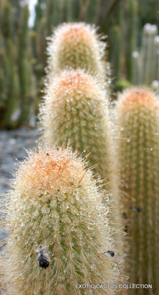 Rare Weberbauerocereus Johnsonii Cacti Cactus Seed 20 Seeds Fresh Garden