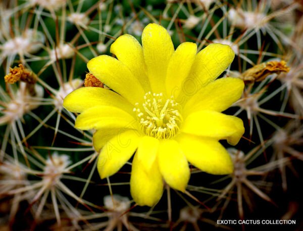 Rare Weingartia Lanata Flowering Exotic Cactus Seed Cacti Succulent 15 Seeds Fresh Garden