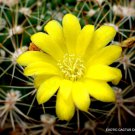Rare Weingartia Lanata Flowering Exotic Cactus Seed Cacti Succulent 15 Seeds Fresh Garden