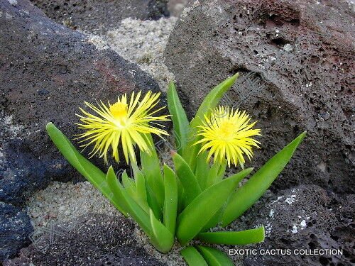 Rare Bergeranthus Artus Exotic Flowering Succulent Mesemb Cactus Seed 20 Seeds Fresh Garden