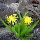 Rare Bergeranthus Artus Exotic Flowering Succulent Mesemb Cactus Seed 20 Seeds Fresh Garden