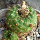 Rare Frailea Pygmaea J Flowering Exotic Succulent Cacti Cactus Seed 15 Seeds Fresh Garden