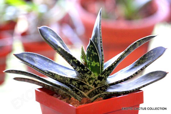Gasteria Bicolor J Exotic Rare Miniature Succulent Cactus Aloe Seed 10 Seeds Fresh Garden