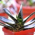 Gasteria Bicolor J Exotic Rare Miniature Succulent Cactus Aloe Seed 10 Seeds Fresh Garden