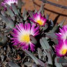 Rare Antimima Ventricosa Living Stones Rock Mesembs Succulent Aloe Seed 15 Seeds Fresh Garden