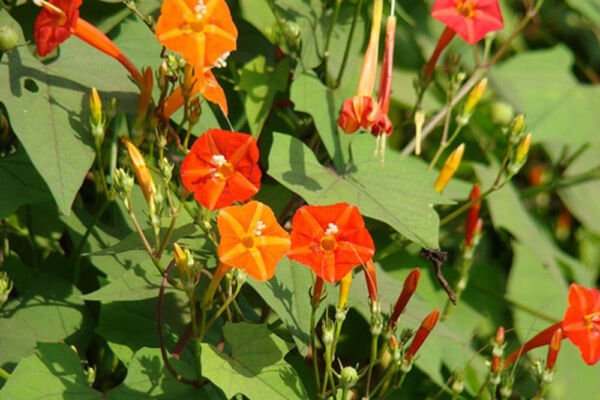 Flowering Ipomoea Coccinea Morning Glory Honey Bee Butterfly Vine Seed 20 Seeds Fresh Garden