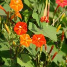 Flowering Ipomoea Coccinea Morning Glory Honey Bee Butterfly Vine Seed 20 Seeds Fresh Garden