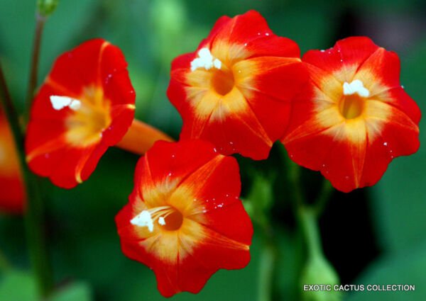 Flowering Red Morning Glory Rare Honey Bee Butterfly Vine Seed 20 Seeds Fresh Garden