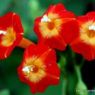 Flowering Red Morning Glory Rare Honey Bee Butterfly Vine Seed 20 Seeds Fresh Garden