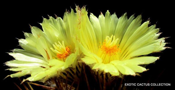 Flowering Astrophytum Ornatun Exotic Cacti Bonsai Cactus Flower Seed 50 Seeds Fresh Garden