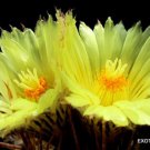 Flowering Astrophytum Ornatun Exotic Cacti Bonsai Cactus Flower Seed 50 Seeds Fresh Garden
