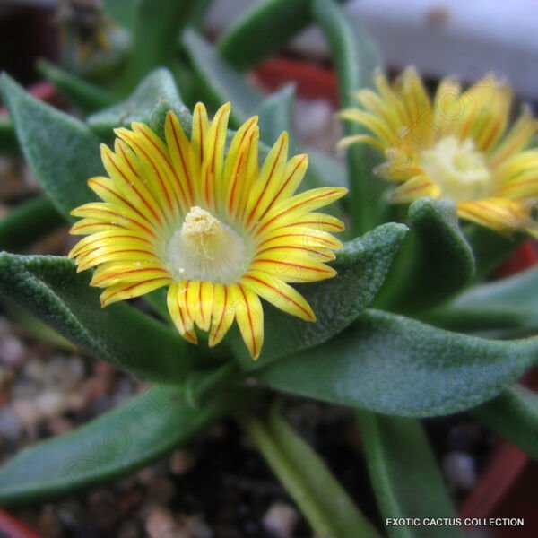 Rare Nananthus Aloides Living Stone Cacti Mesembs Rock Plant Ice Seed 15 Seeds Fresh Garden