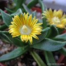 Rare Nananthus Aloides Living Stone Cacti Mesembs Rock Plant Ice Seed 15 Seeds Fresh Garden