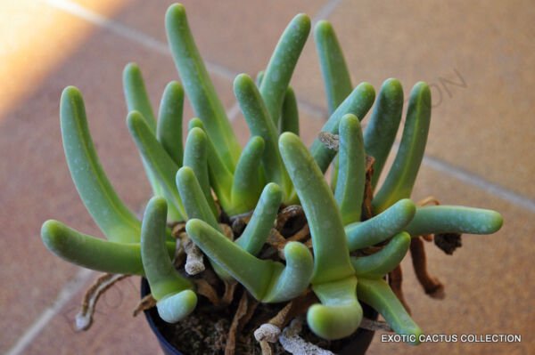 Rare Cephalophyllum Alstonii Mesembs Exotic Living Stones Rock Seed 100 Seeds Fresh Garden