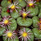 Rare Conophytum Obcordellum Ssp Ceresianum Living Stones Mesemb Seed 15 Seeds Fresh Garden
