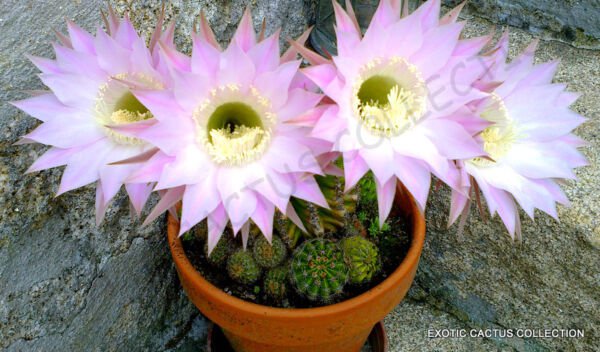 Rare Echinopsis Multiplex Oxygona Exotic Easter Lily Cactus Seed Cacti 20 Seeds Fresh Garden