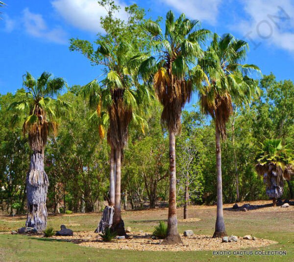 Rare Washintonia Robusta Mexican Fan Palm Tree Ornamental Palms Seed 25 Seeds Fresh Garden