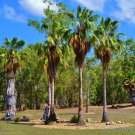 Rare Washintonia Robusta Mexican Fan Palm Tree Ornamental Palms Seed 25 Seeds Fresh Garden
