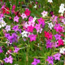 Exotic Nicotiana Alata J Mixed Color Flowering Plant Rare Seed 20 Seeds Fresh Garden