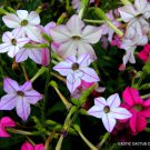 Rare Nicotiana Alata Mixed Color Flowering Plant Exotic Seed 20 Seeds Fresh Garden