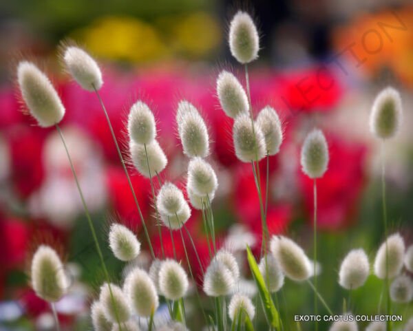 Exotic Lagurus Ovatus Bunny Tails Hare'S Tail Grass Flowering Seed 15 Seeds Fresh Garden