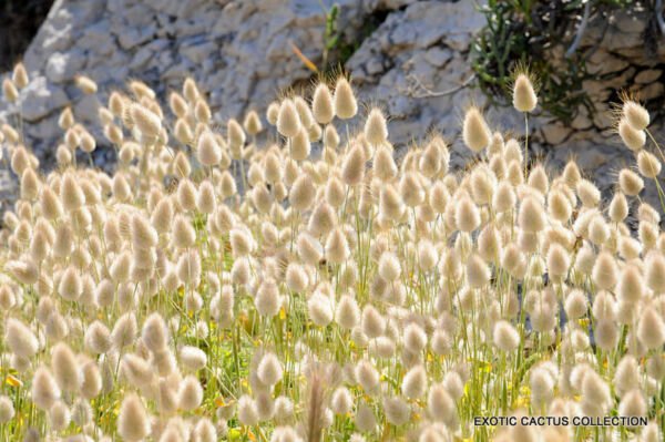 Rare Lagurus Ovatus Bunny Tails Hare'S Tail Grass Flowering Seed 15 Seeds Fresh Garden