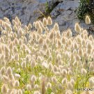 Rare Lagurus Ovatus Bunny Tails Hare'S Tail Grass Flowering Seed 15 Seeds Fresh Garden