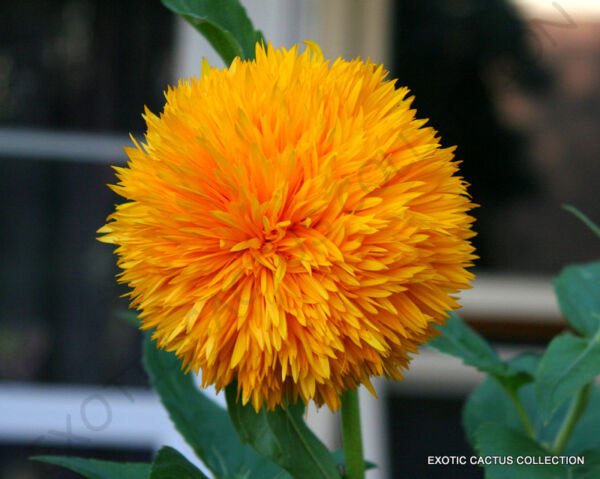 Exotic Helianthus Annuus Teddy Bear Sunflower Rare Flowering Seed 10 Seeds Fresh Garden