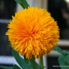 Exotic Helianthus Annuus Teddy Bear Sunflower Rare Flowering Seed 10 Seeds Fresh Garden