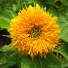Rare Helianthus Annuus Teddy Bear Sunflower J Exotic Flowering Seed 10 Seeds Fresh Garden