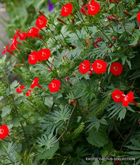 Exotic Ipomoea Sloteri Cardinal Climber Morning Glory Flowering Seed 20 Seeds Fresh Garden