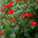 Exotic Ipomoea Sloteri Cardinal Climber Morning Glory Flowering Seed 20 Seeds Fresh Garden