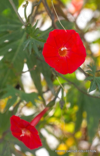 Rare Ipomoea Sloteri Cardinal Climber Morning Glory Flowering Seed 20 Seeds Fresh Garden