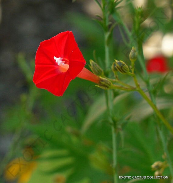 Exotic Ipomoea Multifida Cardinal Climber Morning Glory Flowering Seed 20 Seeds Fresh Garden