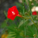 Exotic Ipomoea Multifida Cardinal Climber Morning Glory Flowering Seed 20 Seeds Fresh Garden
