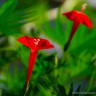 Rare Ipomoea Multifida Cardinal Climber Morning Glory Flowering Seed 20 Seeds Fresh Garden