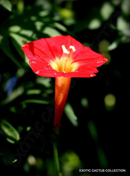Ipomoea Multifida Cardinal Climber Morning Glory Flowering Exotic Seed 20 Seeds Fresh Garden