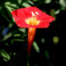 Ipomoea Multifida Cardinal Climber Morning Glory Flowering Exotic Seed 20 Seeds Fresh Garden