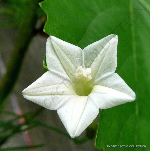 Exotic White Cypress Vine Ipomoea Quamoclit Morning Glory Star Seed 15 Seeds Fresh Garden