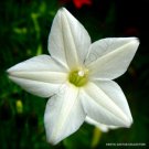 Rare White Cypress Vine Ipomoea Quamoclit Morning Glory Star Seed 15 Seeds Fresh Garden
