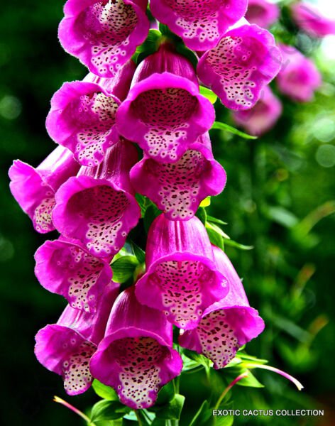 Exotic Digitalis Purpurea Giant Spotted Foxglove Rare Flowering Seed 15 Seeds Fresh Garden