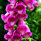 Exotic Digitalis Purpurea Giant Spotted Foxglove Rare Flowering Seed 15 Seeds Fresh Garden