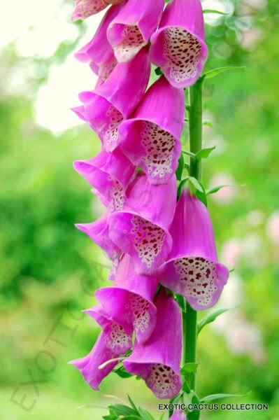 Rare Digitalis Purpurea Giant Spotted Foxglove Exotic Flowering Seed 15 Seeds Fresh Garden