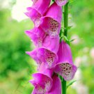 Rare Digitalis Purpurea Giant Spotted Foxglove Exotic Flowering Seed 15 Seeds Fresh Garden